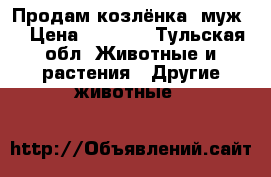 Продам козлёнка (муж) › Цена ­ 1 000 - Тульская обл. Животные и растения » Другие животные   